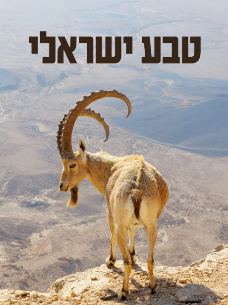 טבע ישראלי