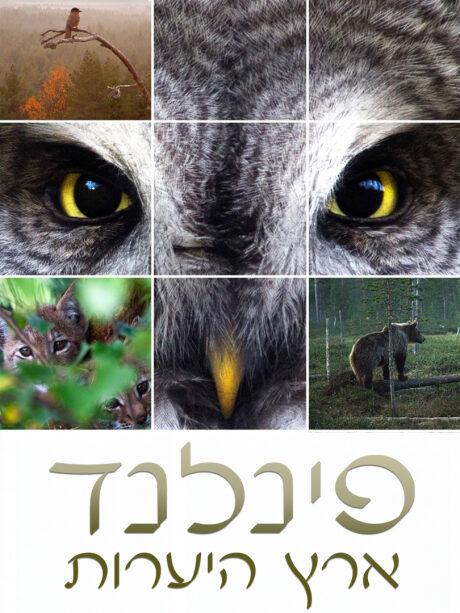 פינלנד: ארץ היערות