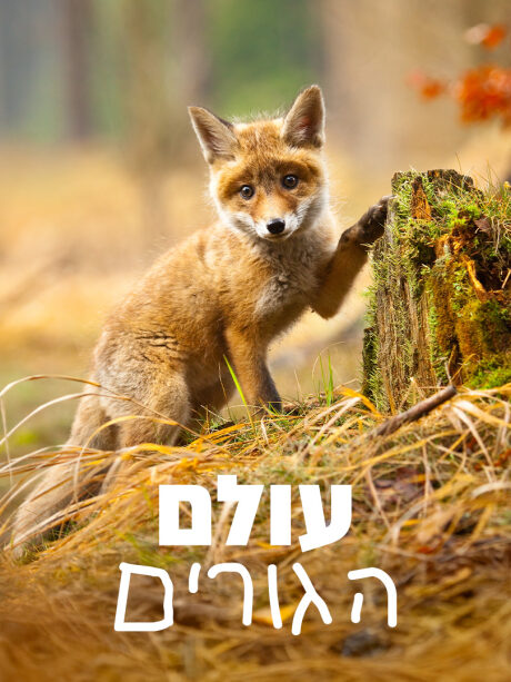 עולם הגורים