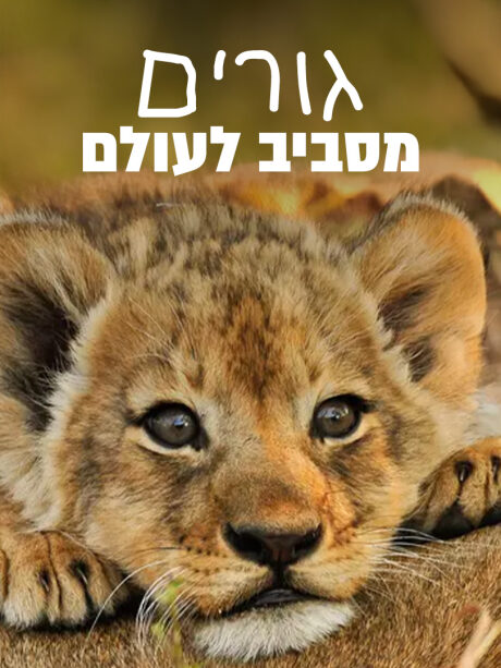 גורים מסביב לעולם