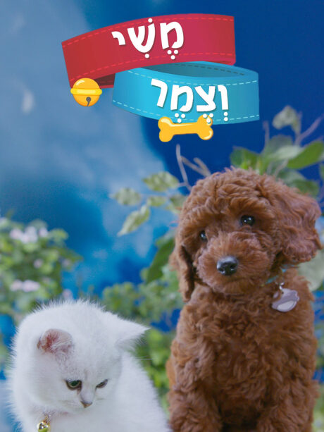 משי וצמר